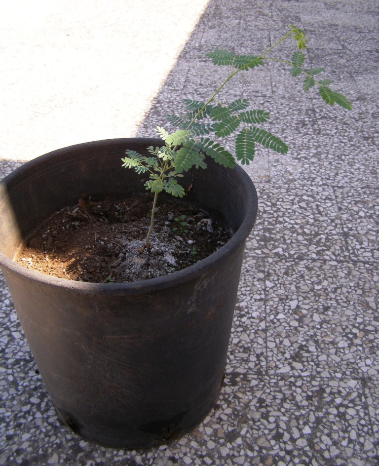 Consigli su Acacia ombrellifera
