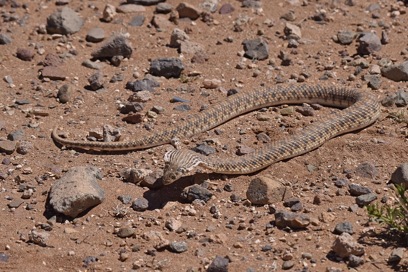 Falso cobra: Rhagerhis moilensis (Colubridae)
