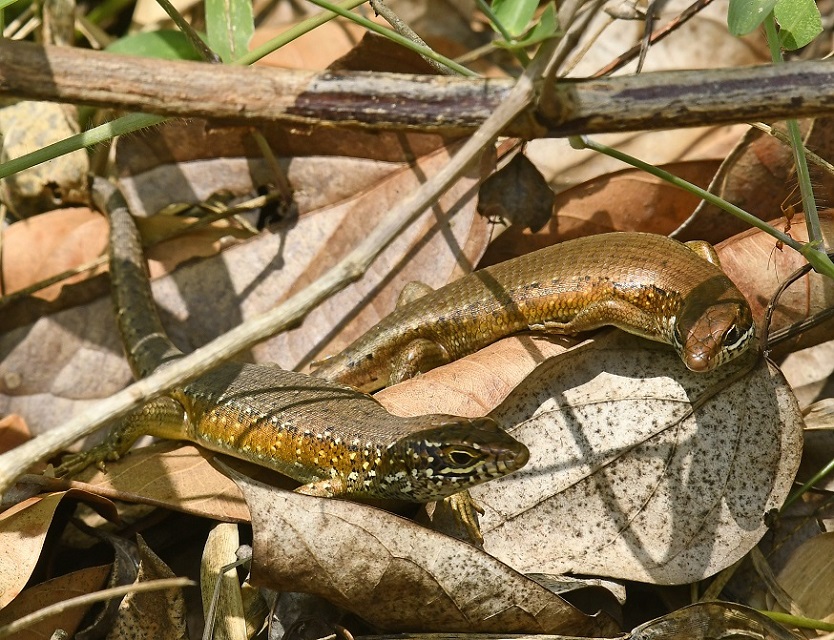 Lucertola di Zanzibar