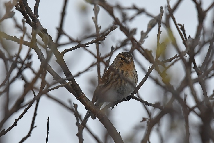 Fanello nordico  (Carduelis flavirostris) dalla Norvegia