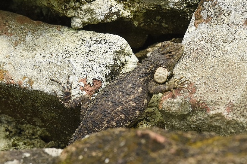 Dal Costarica:   Lagartija espinosa  / Sceloporus malachiticus ( Phrynosomatidae)