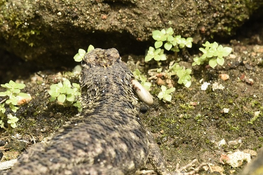 Dal Costarica:   Lagartija espinosa  / Sceloporus malachiticus ( Phrynosomatidae)
