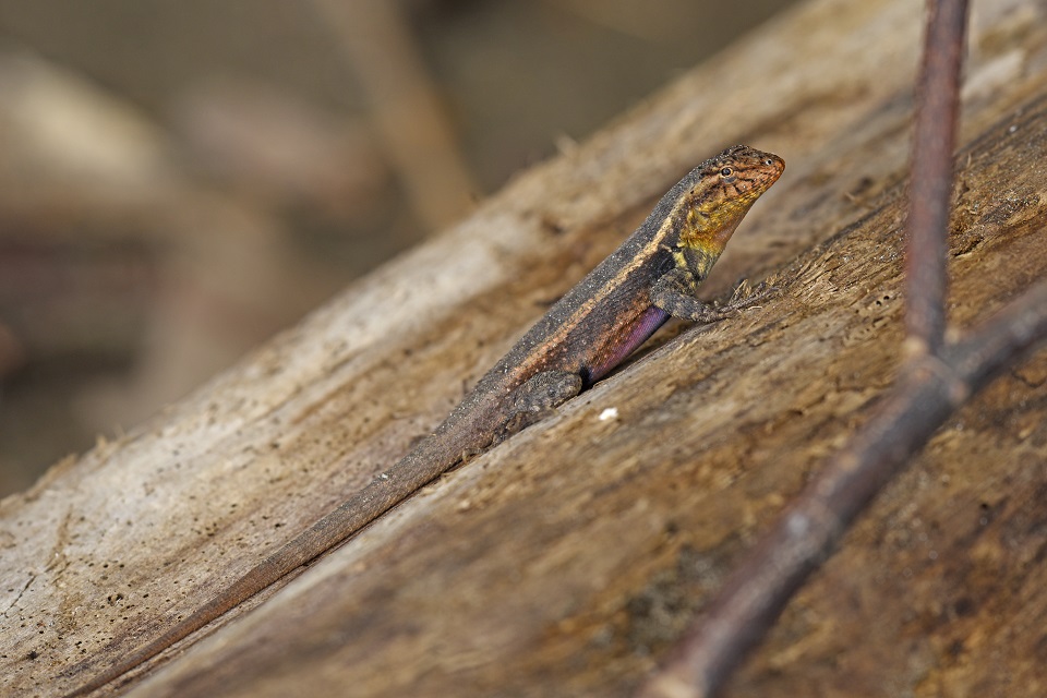 Sceloporus variabilis