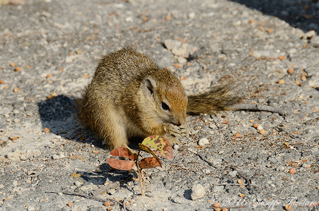 Namibia.  Xerus capensis (Scoiattolo del Capo)
