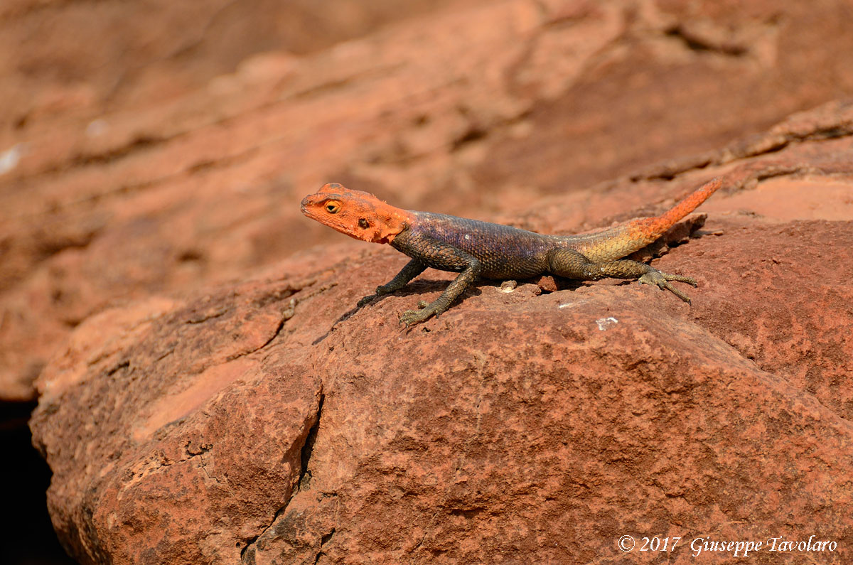 Agamidae dalla Namibia:  cfr. Agama planiceps