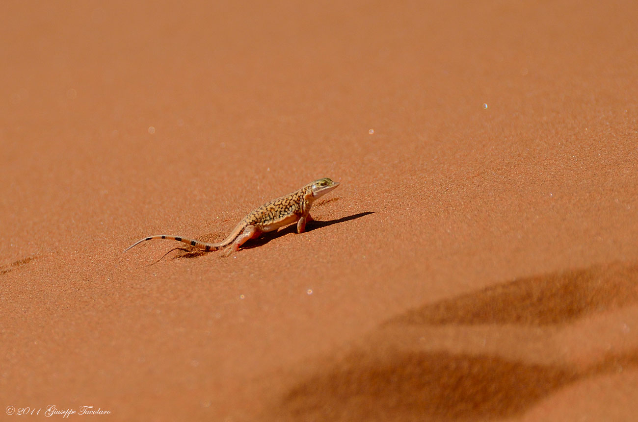 Deserto del Namib (Namibia)