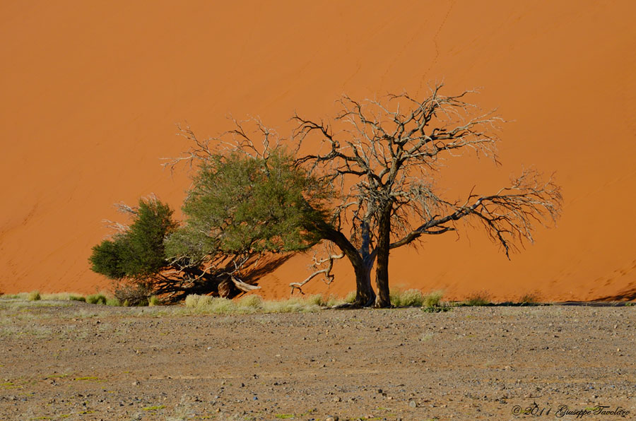 Deserto del Namib (Namibia)