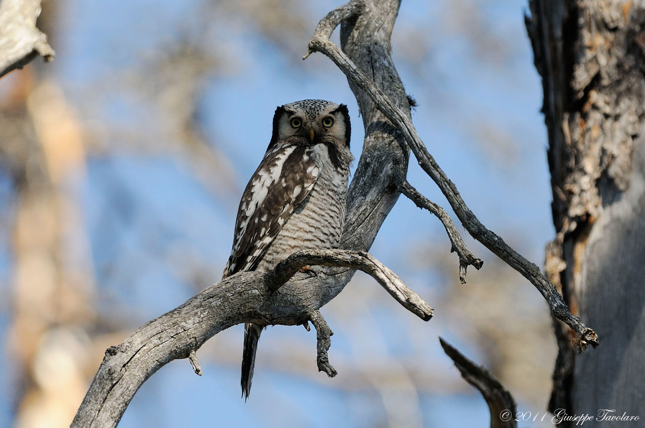 Ulula (Surnia ulula)