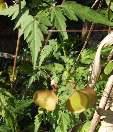 Cardiospermum halicacabum L., Sapindaceae