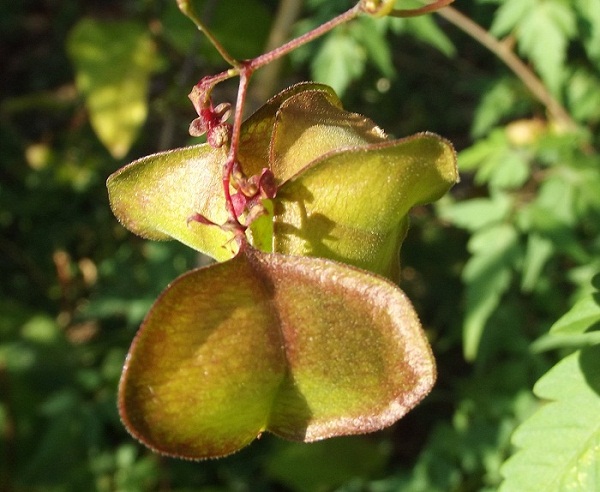 Cardiospermum halicacabum L., Sapindaceae