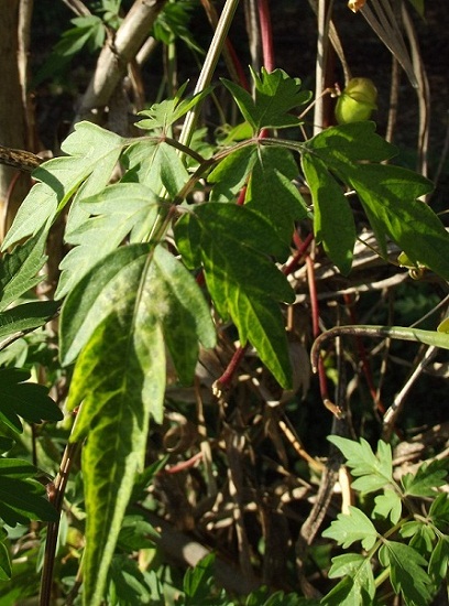 Cardiospermum halicacabum L., Sapindaceae
