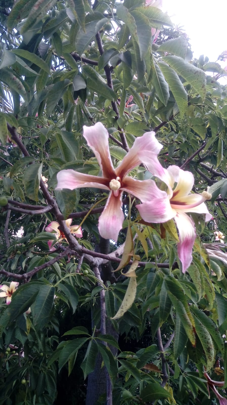 Ceiba speciosa