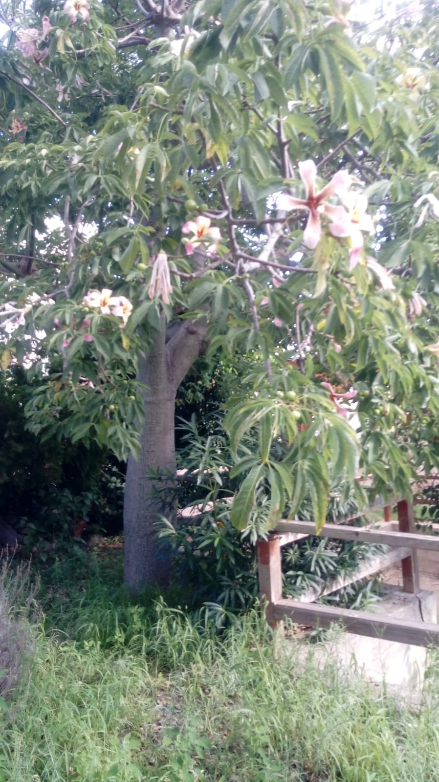 Ceiba speciosa