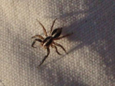 Aracnide da determinare :)