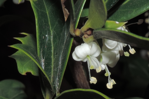 Aiuola pubblica: Osmanthus heterophyllus heterophyllus (Oleaceae)