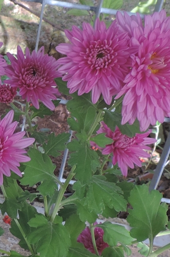 cultivars di Chrysanthemum sp.