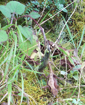 Lucertole dell''Himalaya (da identificare)