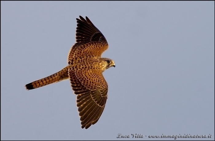 Piccolo rapace da identificare