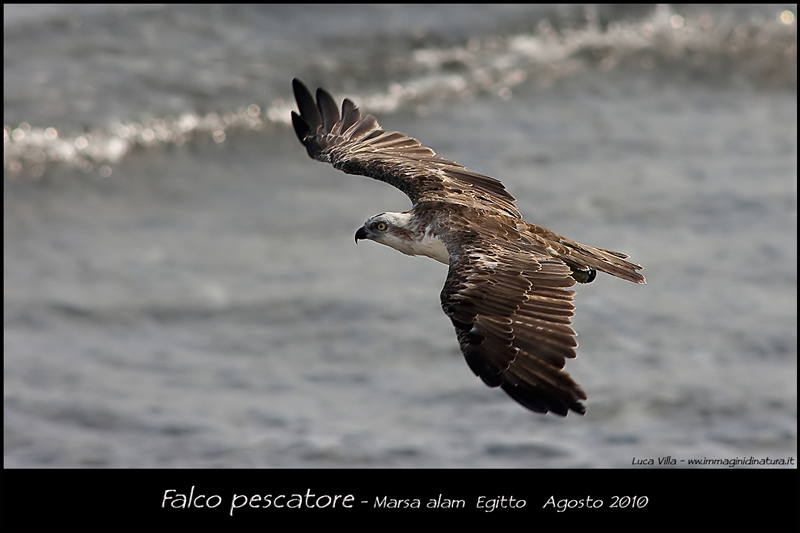 Falco pescatore