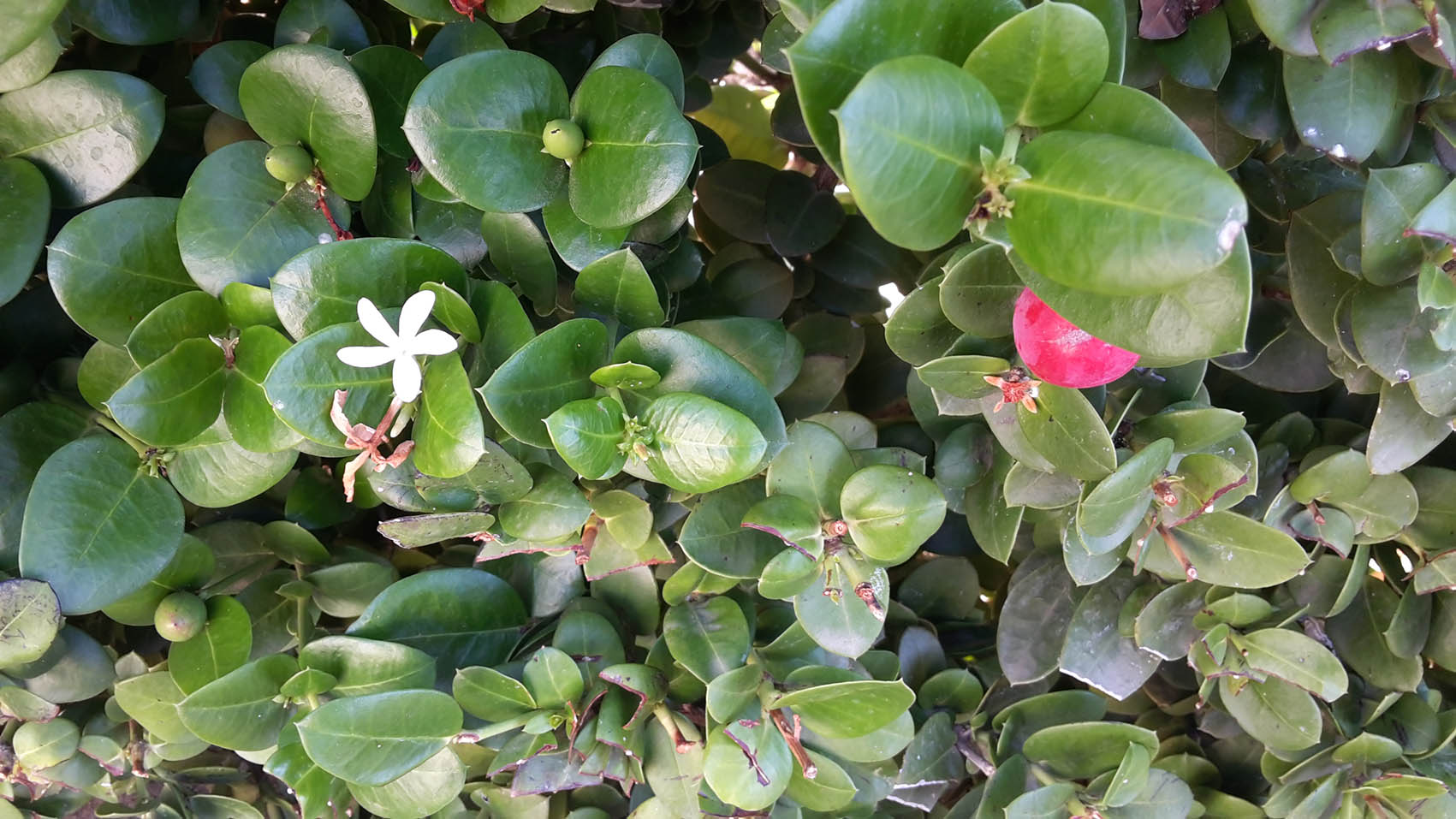 Carissa macrocarpa (Apocynaceae)