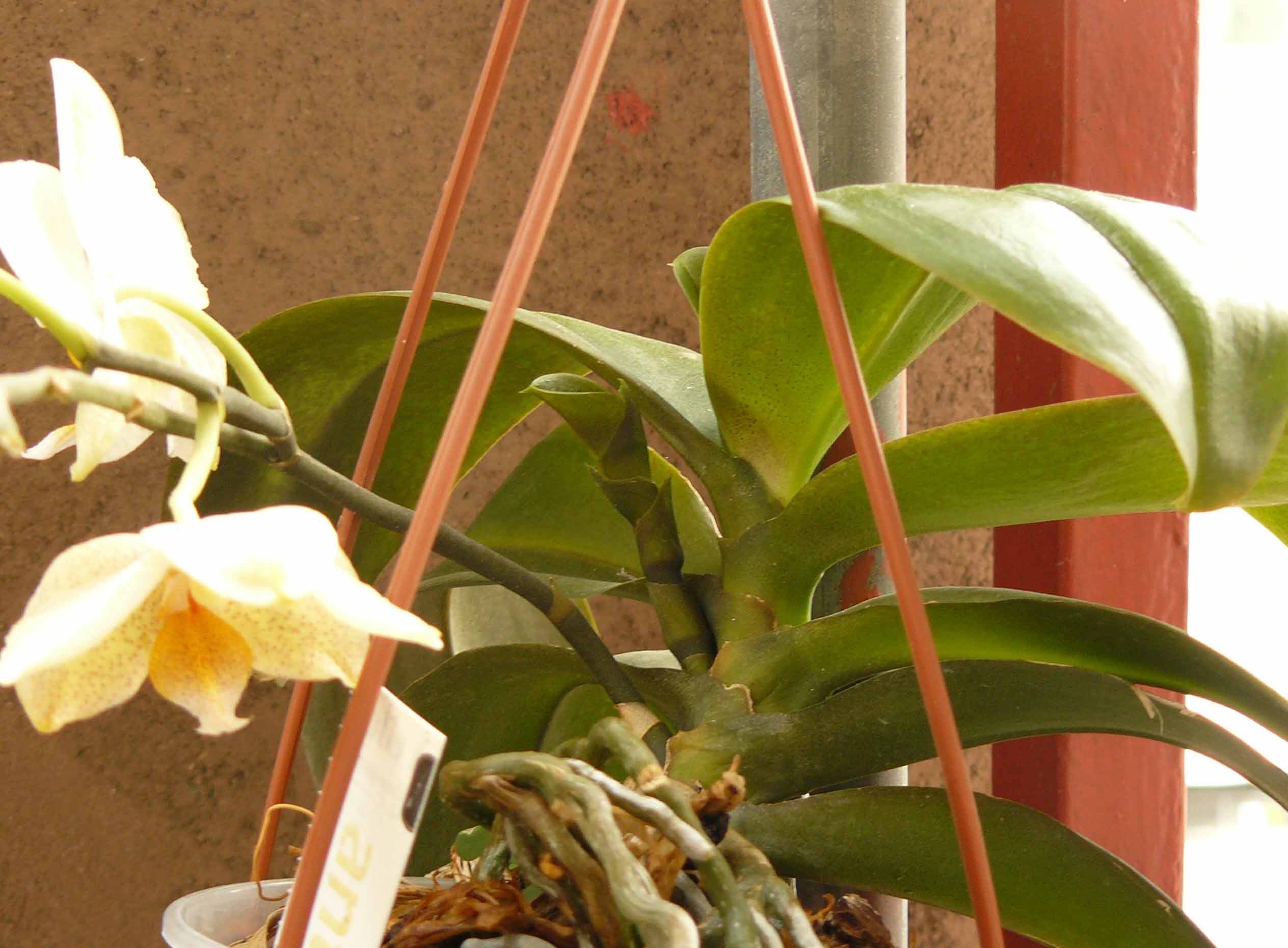 Phalaenopsis