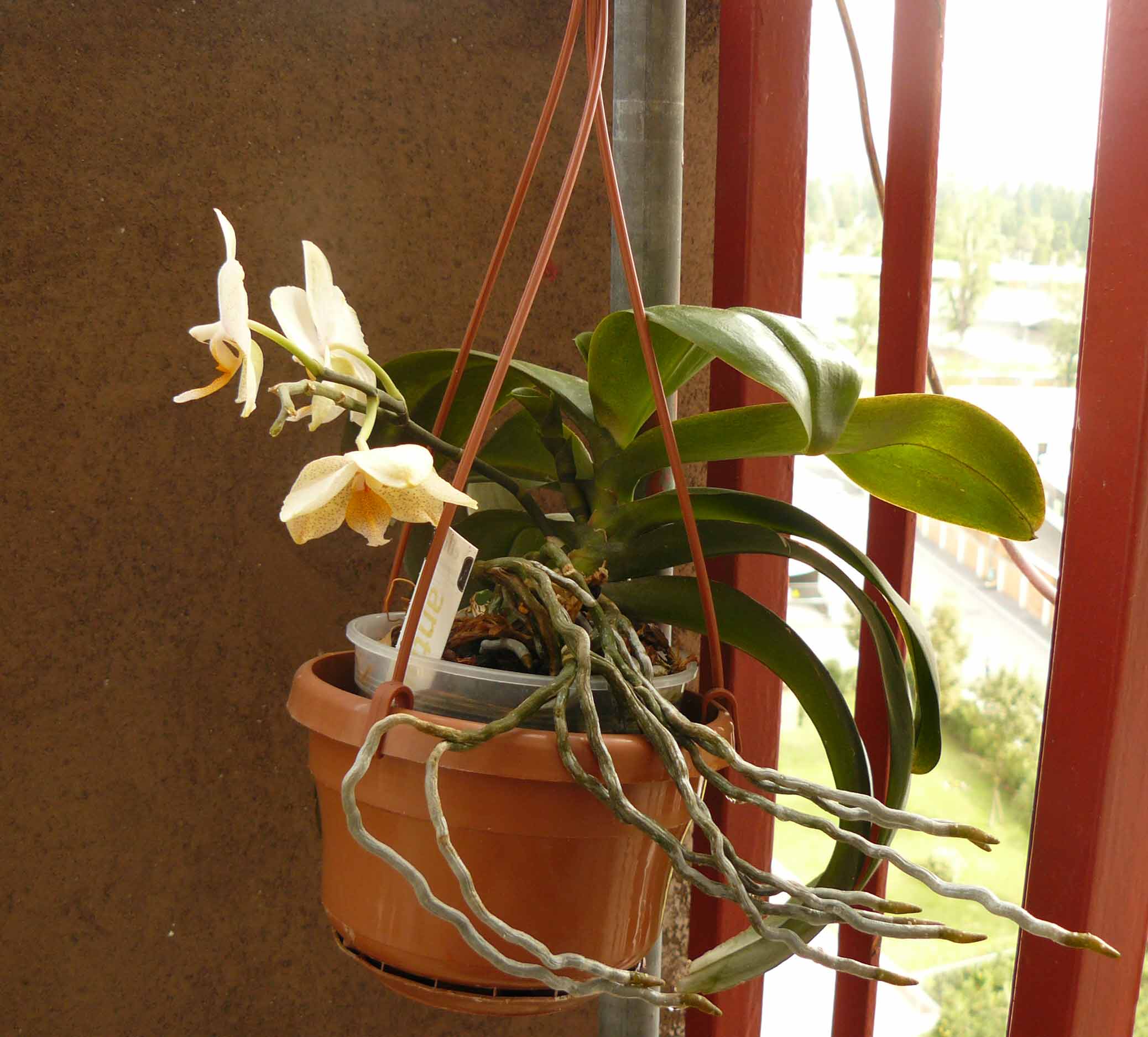 Phalaenopsis