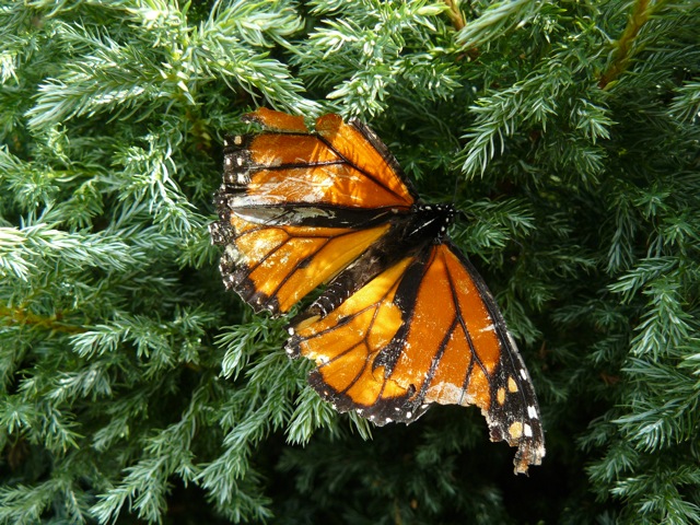 Farfalla Monarca