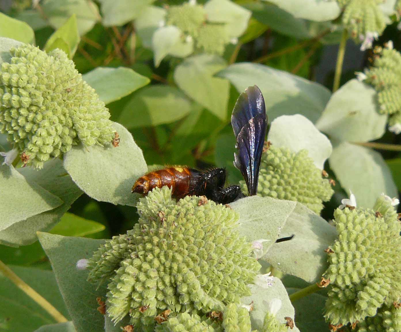 USA Scolia dubia?