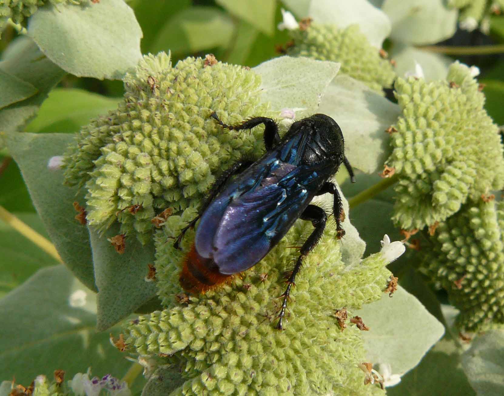 USA Scolia dubia?