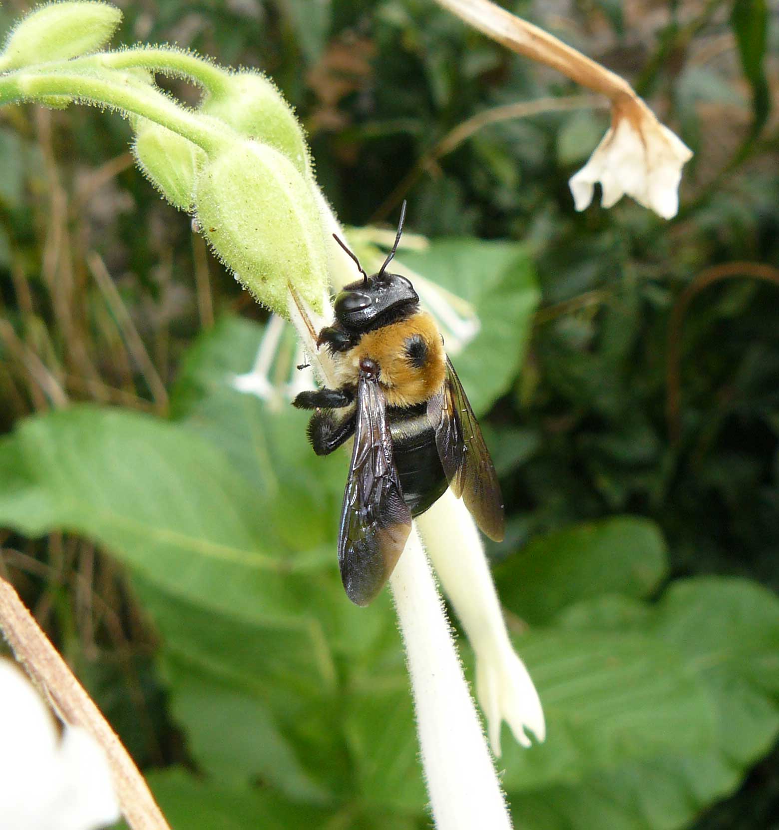 USA Xylocopa sp?