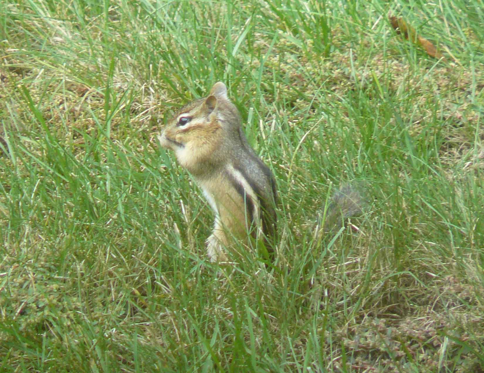 USA - Chipmunk- Tamias striatus
