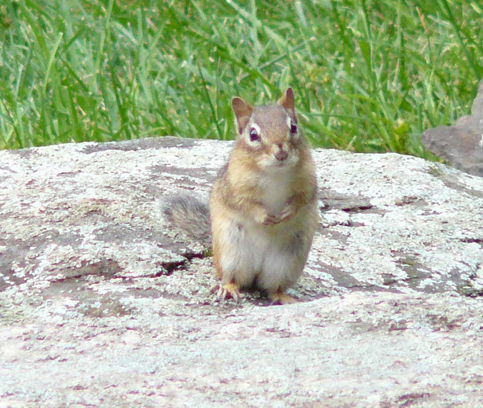 USA - Chipmunk- Tamias striatus