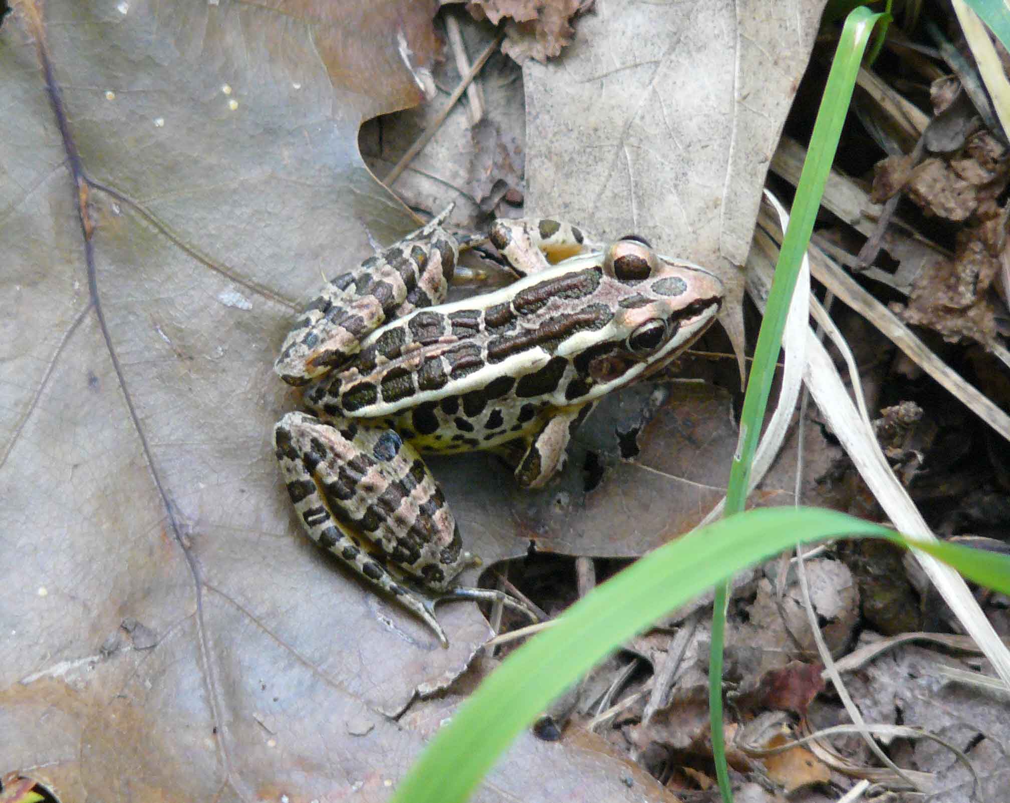 USA Rana palustris?