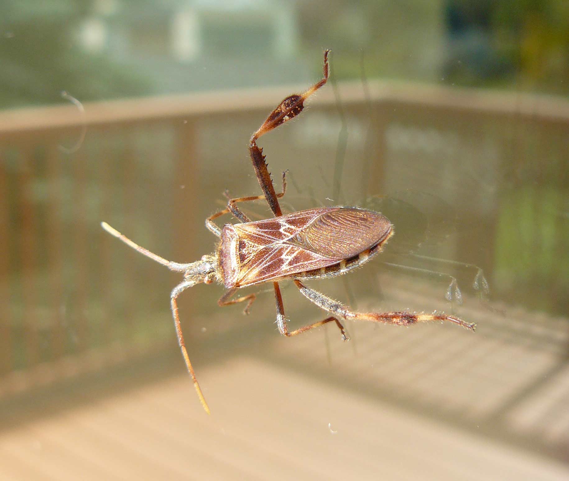 USA Leptoglossus occidentalis??