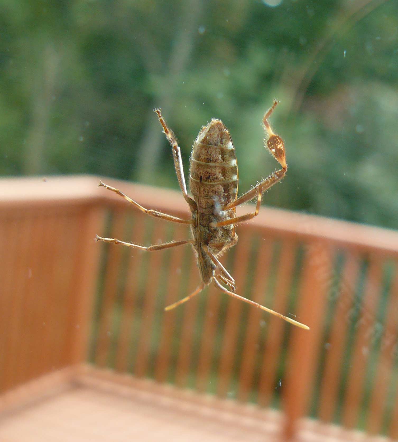USA Leptoglossus occidentalis??
