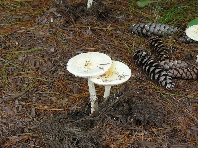 USA Amanita sp?