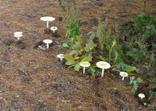 USA Amanita sp?