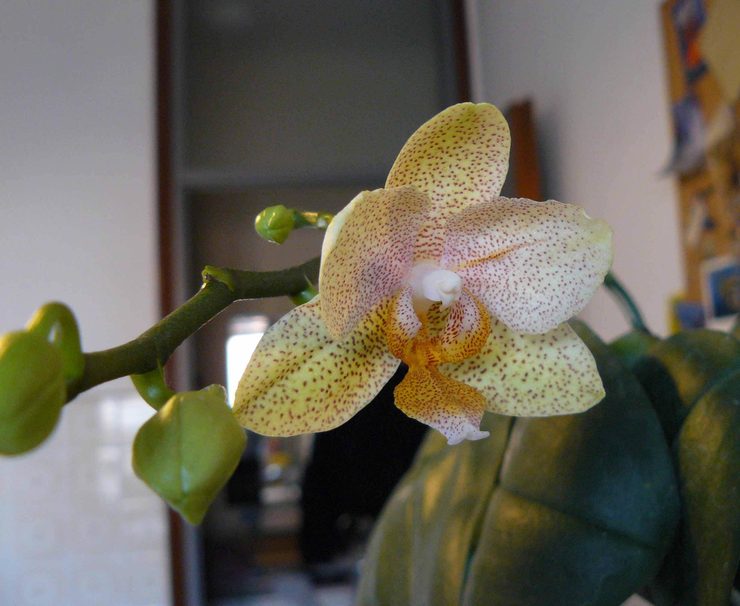 Phalaenopsis
