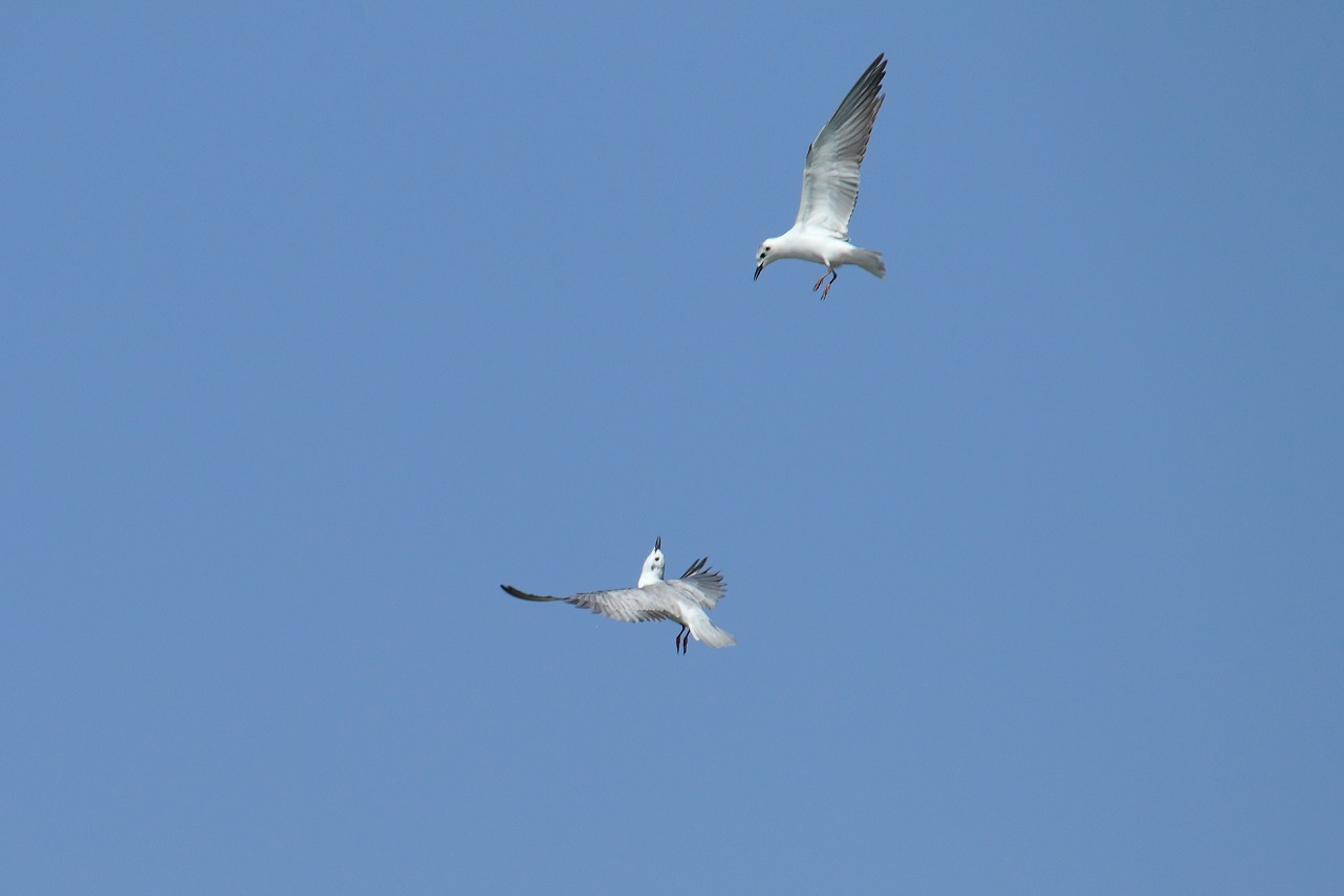 Dall''Etiopia: Mignattino ali bianche(Chlidonias leucopterus)