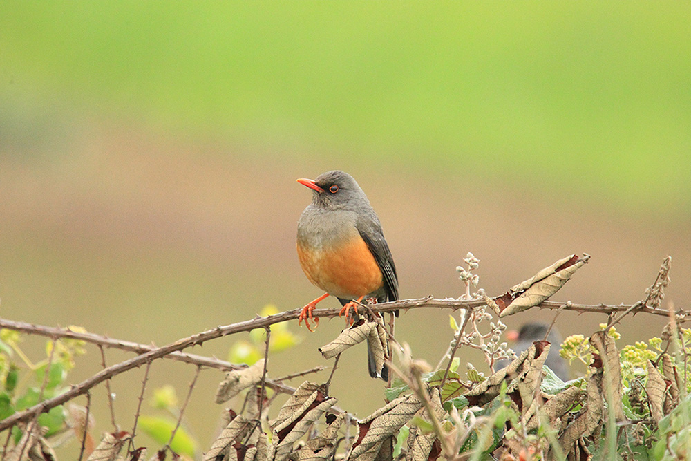 Tordo dell''Abissinia (Turdus abyssinicus)  - Etiopia