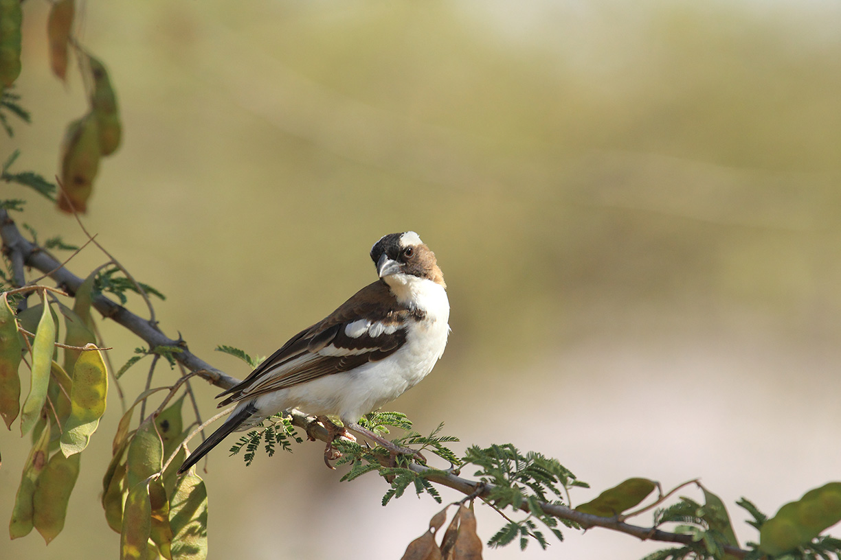 Uccello in Etiopia:  Plocepasser mahali