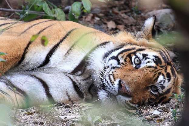 La regina di Ranthambhore (Rajasthan) -  India