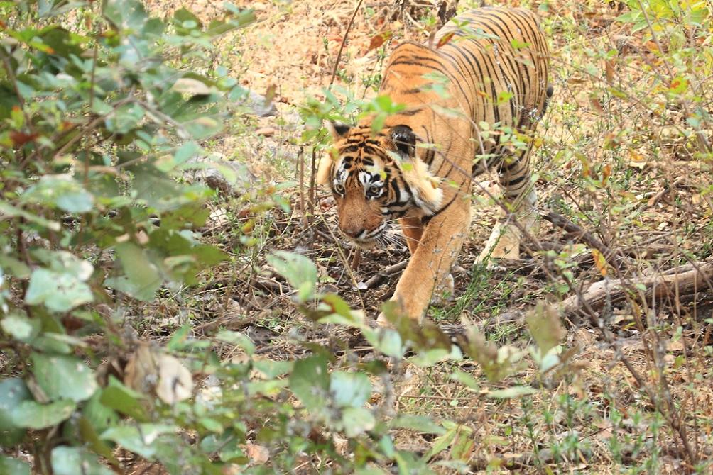 La regina di Ranthambhore (Rajasthan) -  India