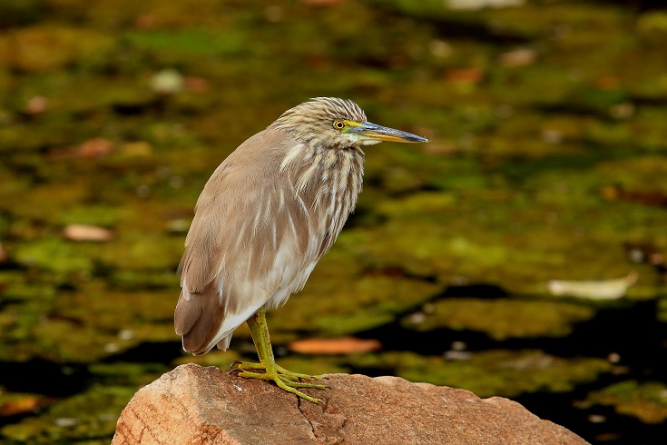 Rajhastan - India:  Sgarza indiana (Ardeola grayii)