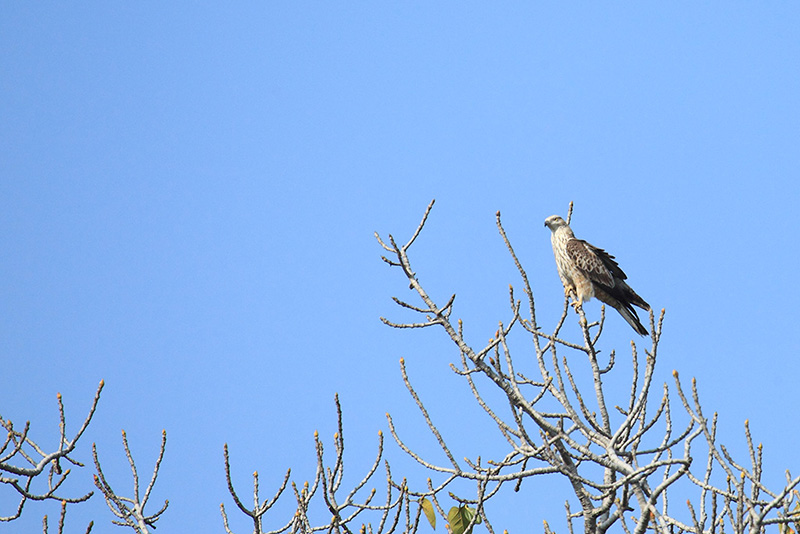 Rapace indiano