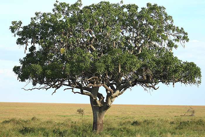 Kigelia africana  (Bignoniaceae)   - Tanzania