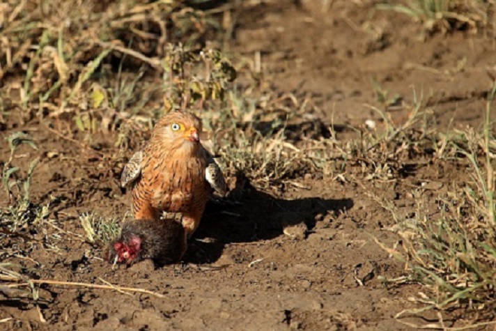 Ngorongoro  crater: Falco rupicoloides