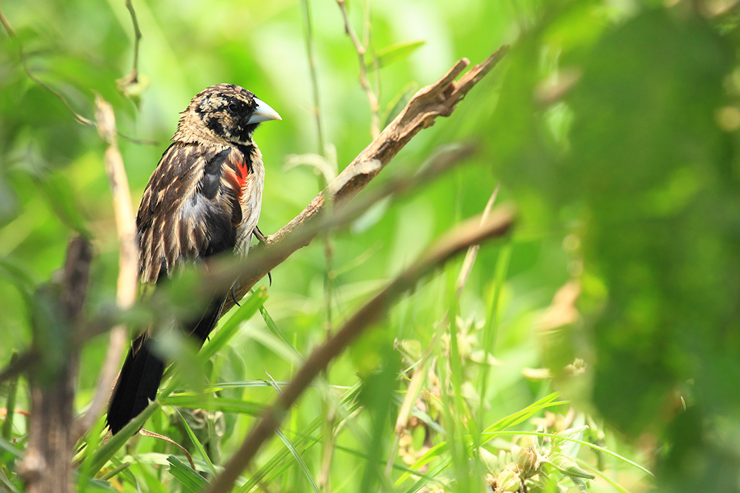 da Ngorongoro:  Euplectes axillaris, maschio