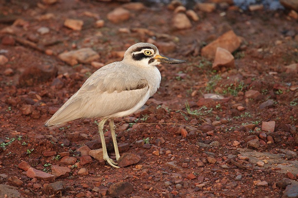 Occhione maggiore indiano (Esacus recurvirostris)
