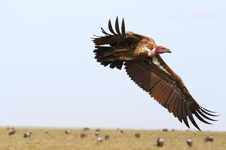 Grifone: Gyps rueppellii o  Gyps africanus ? Gyps rueppellii